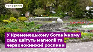 У Кременецькому ботанічному саду цвітуть магнолії та червонокнижні рослини