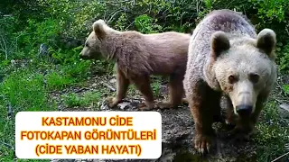 Kastamonu Cide Fotokapan Görüntüleri (Cide Yaban Hayatı Ayı, Kurt, Domuz, Çakal, Tilki, Sincap...)