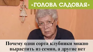 Голова садовая - Почему одни сорта клубники можно вырастить из семян, а другие нет