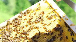 Bienen Ableger (Brutwabenableger) im Frühjahr erstellen