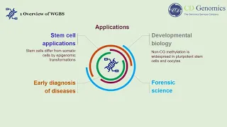 Principle and Workflow of Whole Genome Bisulfite Sequencing