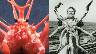 King Crabs - Deepsea Oddities