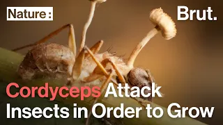 Cordyceps Attack Insects in Order To Grow