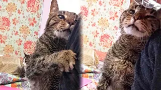 An Abandoned Old Cat Can't Stop Thanking People Who Adopted Him