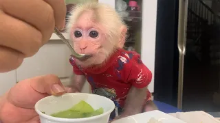 Monkey Bibi eats a simple but delicious meal!