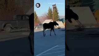 Moose Strolls Outside Grocery Store