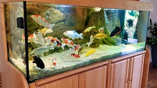 KOI for sale   Japan Koi Fish Indoor 1000 Liter  KOI zum Verkaufen