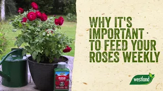 Why it’s important to Feed your Roses weekly?