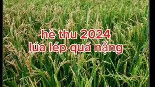 hè thu, quá lép.cẩn thận xịt đúng cách, đúng thốc.#nguyễnngào