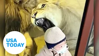 Lioness at zoo tries to snack on baby through glass barrier | USA TODAY