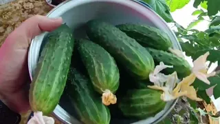 Огород на балконе🥒🥒🥒 Продолжение. 21 апреля