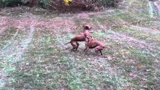 Vizsla high speed chase