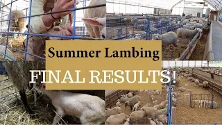 The Last Days of Summer Lambing 2019 (FINAL RESULTS): Vlog 150