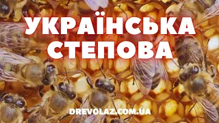 Бджоломатка Української степової породи: Висока якість та потужний потенціал роботи