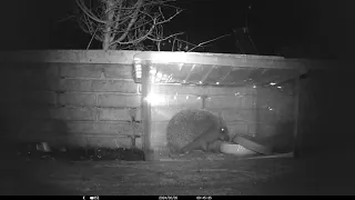 Hedgehog 5 February 2024