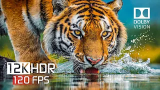 The Charms of Wild Nature 12K HDR 120FPS | Dolby Vision