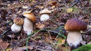 Багато білих грибів у лісі 2021 року.Неперевершено гарні гриби