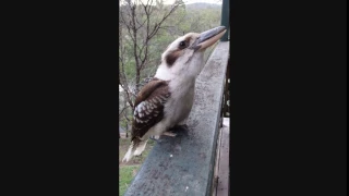 Kookaburra Calling