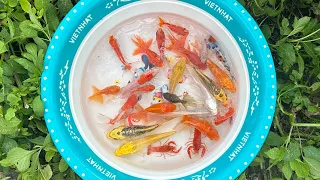 Mang thùng đi tìm cá: Bắt Con Cá Chép, Cá Koi, Cá Rô, Cá Koi, Con Tôm, Cá Bảy Màu
