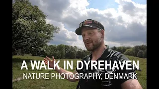 A walk in The Deer Garden (Dyrehaven) - Denmark