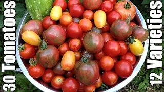 30 Tomatoes (and 12 Varieties) Planted in a Small Garden!