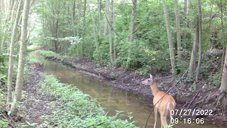 CITWC Nature Park Trail Cam Videos #27 07 2022