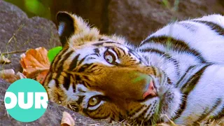 A Tale of Two Tiger Families and Their Survival | Our World