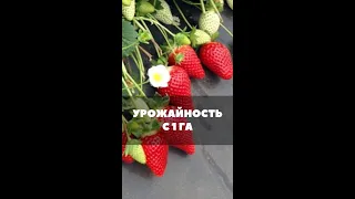 Урожайность с 1 га