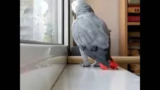 попугай поет песню ани -лорак