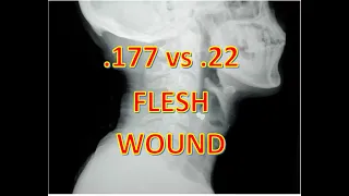 .177 vs .22 Pellet sub 12fpe...5lb of FLESH (MEAT)!!!