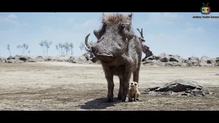 THE LION KING "Everything the Light Touches" TV SPOT (HD)