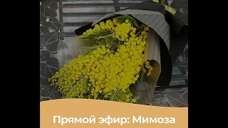 МК🌾 Готовим Мимозу из Зефира с Ольгой Зарубиной🌾Marshmallow mimosa