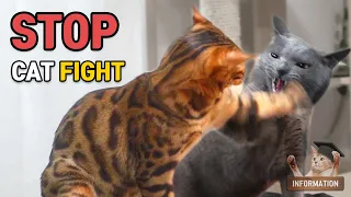 폭력 멈춰!! 고양이가 싸우는 이유와 싸움을 멈추는 방법 Tip10ㅣDino cat 정보