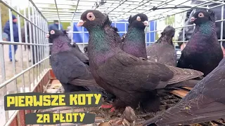 Targ Adamów 21.04.2024 Gołębie ozdobne dominują Kury Koguty Króliki Perliczki Indyki Kaczki Pigeon