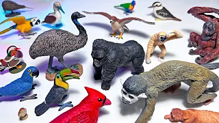 Birds VS Primates Collection - Bald Eagle, Great Horned Owl, Sparrow, Flamingo, Peregrine Falcon