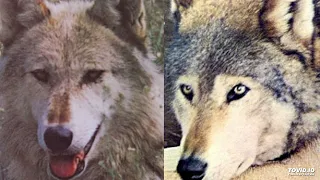 Darryl Way's Wolf - Canis Lupus