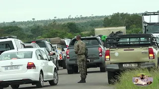 Traffic Chaos At Casper The White Lion Sighting