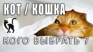 Кот или кошка - кого выбрать? Мнение специалиста