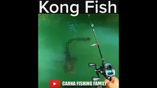 Amazing Catfish Strike 🦍 #fishing #bigfish #silure #shorts