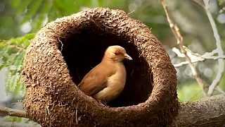 10 Самых Необычных Птичьих Гнезд