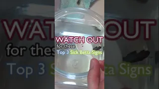 Everyday Betta 06: How to know if my Betta Fish is sick ? (Part 2) #Shorts