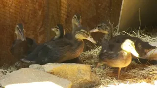 Special enclosure for rescued ducklings