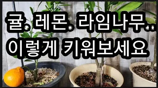 귤나무.레몬나무.라임나무 이렇게 키우시면 수명이 길어지고 열매도 많이 열려요