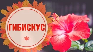 Комнатные растения 🌺 Почему не цветет гибискус? 🌺 Как вырастить цветок - Секреты от HItsadT