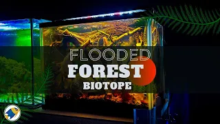 Flooded Forest Aquascape | Complete Setup Guide