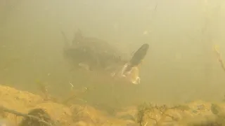 Swimbaits get Destroyed by Big Bass (underwater view)