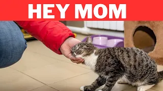 10 Signs your cat considers you its mother