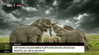 Bengo - Detidos caçadores furtivos envolvidos na morte de um elefante