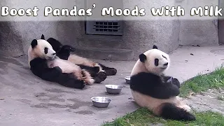 A Bowl Of Milk Can Boost Pandas’ Moods | iPanda