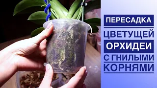 Пересадка цветущей орхидеи с гнилыми корнями